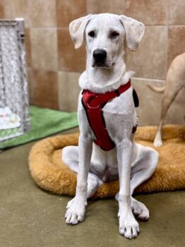 Oxygen -  Labrador Retriever Dog for Adoption in Tucson, Arizona - Oxygen | PetCurious
