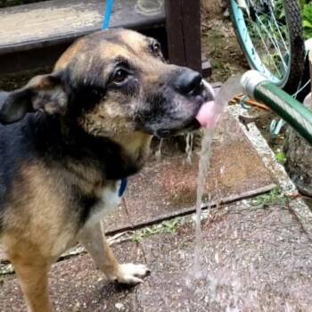 German Shepherd Dog Dogs Available for Adoption in Parkton, Maryland - Ranger | PetCurious