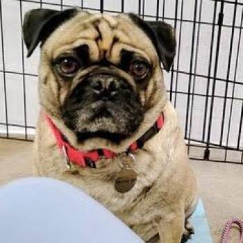 Pug Dogs Available for Adoption in Green Valley, Arizona - Gunner | PetCurious
