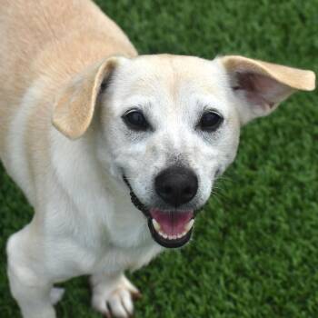 Amora -  Terrier Dog for Adoption in Auburn, Nebraska - Amora | PetCurious