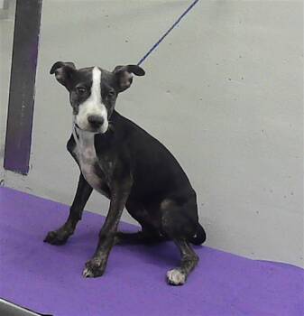 A2085898 -  Staffordshire Bull Terrier and Mixed Breed Dog for Adoption in Houston, Texas - A2085898 | PetCurious
