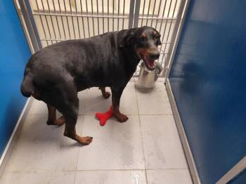 Doberman Pinscher Dogs Available for Adoption in Hays, Kansas - Stella | PetCurious