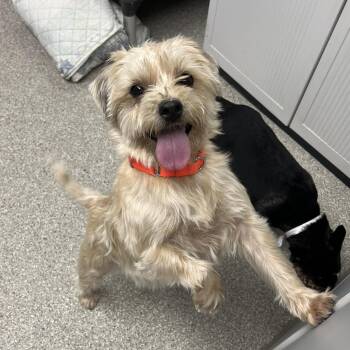 Rescue Cairn Terrier Dogs for Adoption in Fullerton, Pennsylvania - Carmen | PetCurious