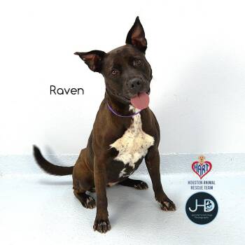 Pit Bull Terrier and Mixed Breed Dogs Available for Adoption - Raven | PetCurious