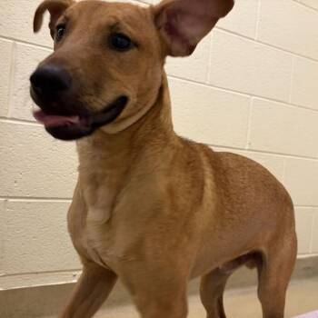 Speaker -  Mixed Breed Dog for Adoption in Asheville, North Carolina - Speaker | PetCurious