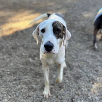 Rescue Pit Bull Terrier Dogs for Adoption in Columbia, South Carolina - Dodger | PetCurious