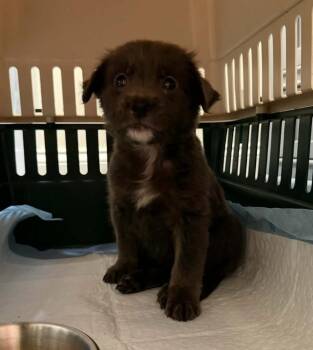 Meena -  Australian Shepherd Dog for Adoption in Warner Robins, Georgia - Meena | PetCurious