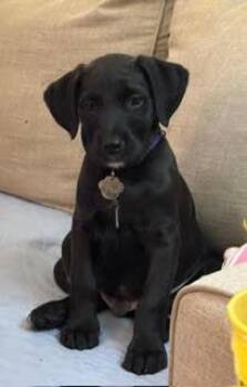 Shasta -  Poodle Dog Available for Adoption in Elmwood Park, Wisconsin - Shasta | PetCurious