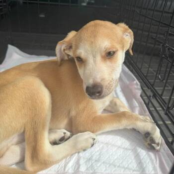 Asher -  Chihuahua and Dachshund Dog for Adoption in Midland, Texas - Asher | PetCurious