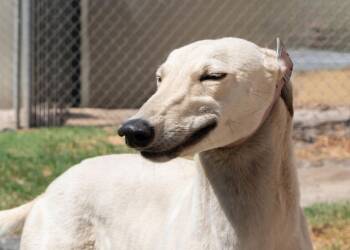 Greyhound Dogs Available for Adoption - Aurora | PetCurious