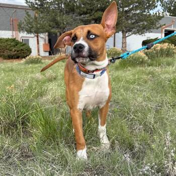 Boxer and Mixed Breed Dogs Available for Adoption in Parker, Colorado - 612 (2026) Reese | PetCurious