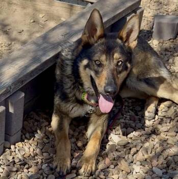 German Shepherd Dog Dogs Available for Adoption - Gema | PetCurious