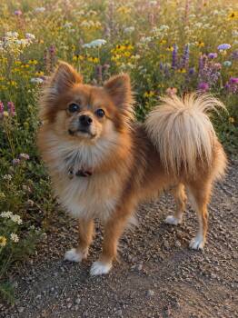 Hazel -  Pomeranian Dog for Adoption - Hazel | PetCurious