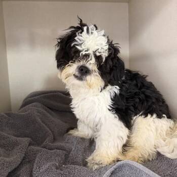 Nadeau -  Shih Tzu Dog for Adoption in Northbrook, Illinois - Nadeau | PetCurious