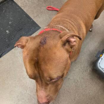 Cal Kestis -  Terrier Dog Available for Adoption in Chattanooga, Tennessee - Cal Kestis | PetCurious
