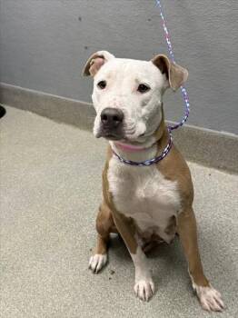 PUPPERMINT -  Pit Bull Terrier Dog for Adoption in Las Vegas, Nevada - PUPPERMINT | PetCurious