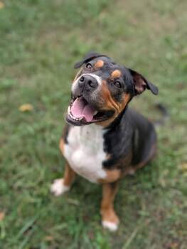 Cali -  Pit Bull Terrier Dog for Adoption in Tonawanda, New York - Cali | PetCurious