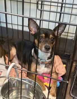 Rescue Mixed Breed Dogs for Adoption in Watertown, Wisconsin - Hank | PetCurious