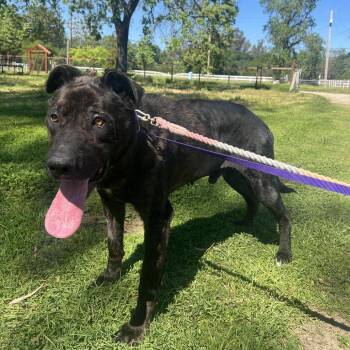 Shepherd and Labrador Retriever Dogs Available for Adoption - Patrick | PetCurious