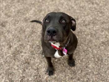 Pit Bull Terrier Dogs Available for Adoption in Loveland, Colorado - MULBERRY | PetCurious