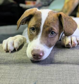 Rescue Cattle Dog Dogs for Adoption in London, Ontario - Riptide | PetCurious