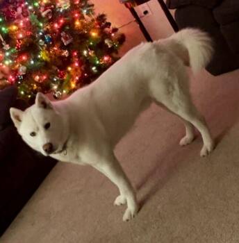 Siberian Husky Dogs Available for Adoption in Warren, Michigan - Arlo | PetCurious