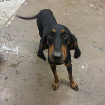 Lulu -  Coonhound Dog for Adoption in Corbin, Kentucky - Lulu | PetCurious