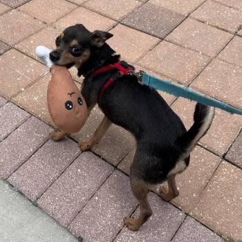 Mick Wagger -  Chihuahua Dog for Adoption in Lakeland, Florida - Mick Wagger | PetCurious