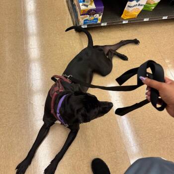 Luna Raven -  Pit Bull Terrier and Black Labrador Retriever Dog for Adoption in Dallas, Texas - Luna Raven | PetCurious