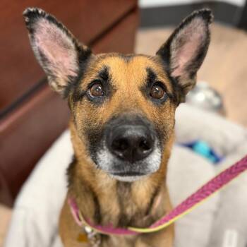 Nova -  German Shepherd Dog and Mixed Breed Dog for Adoption in Durango, Colorado - Nova | PetCurious