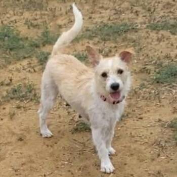 Mixed Breed Dogs Available for Adoption in Yaphank, New York - Princess | PetCurious