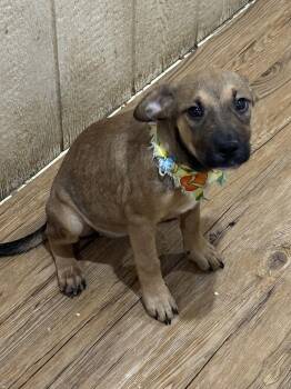 Rescue Rottweiler Dogs for Adoption in Pilot Point, Texas - Muffin | PetCurious