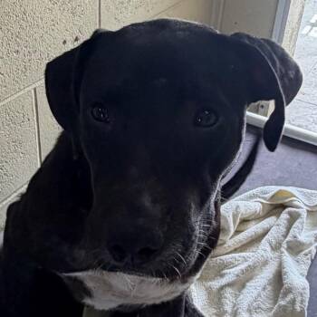 Jafar -  Hound and Catahoula Leopard Dog Dog for Adoption in Bronson, Florida - Jafar | PetCurious