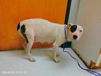 Pit Bull Terrier and Mixed Breed Dogs Available for Adoption in Oroville, California - PEBBLES | PetCurious