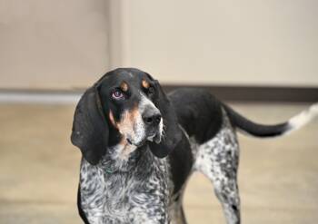Rescue Bluetick Coonhound Dogs for Adoption - Scout | PetCurious
