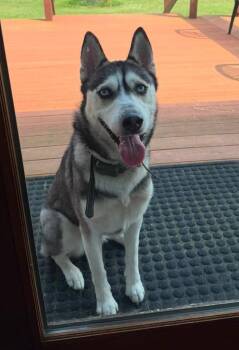 Aria -  Husky Dog for Adoption in Portland, Indiana - Aria | PetCurious