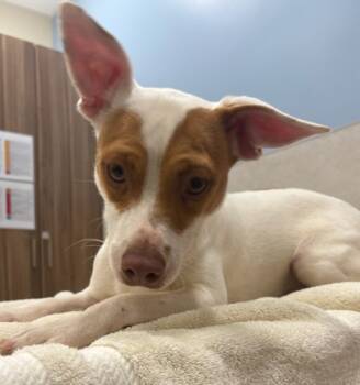 Rescue Parson Russell Terrier and Mixed Breed Dogs for Adoption in Honolulu, Hawaii - 59822615 | PetCurious