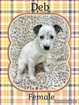 Rescue Australian Cattle Dog Blue Heeler Dogs for Adoption in Manchester, Connecticut - Deb | PetCurious