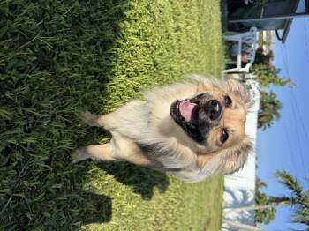 Snook -  Chihuahua and Pomeranian Dog for Adoption in Estero, Florida - Snook | PetCurious