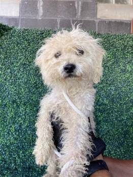 61327203 -  Poodle and Mixed Breed Dog for Adoption in El Paso, Texas - 61327203 | PetCurious