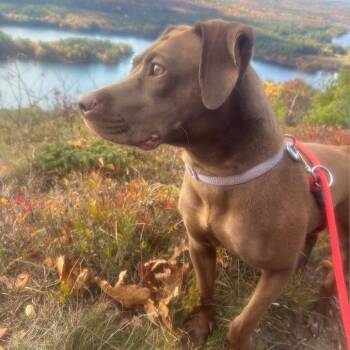 Rescue Pit Bull Terrier and Mixed Breed Dogs for Adoption - Rue | PetCurious