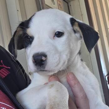 Brandy -  German Shepherd Dog and Mixed Breed Dog Available for Adoption in Midland, Texas - Brandy | PetCurious