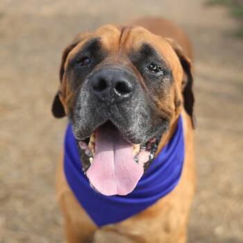 Mastiff Dogs Available for Adoption in San Antonio, Texas - ROSCOE | PetCurious