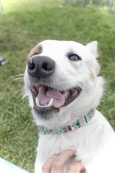 Aria -  Mixed Breed Dog for Adoption in Estherville, Iowa - Aria | PetCurious