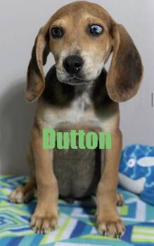 Dutton -  Hound Dog for Adoption in Irwin, Pennsylvania - Dutton | PetCurious