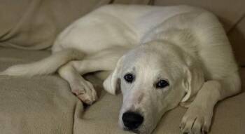 Labrador Retriever Dogs Available for Adoption - Nyxx | PetCurious