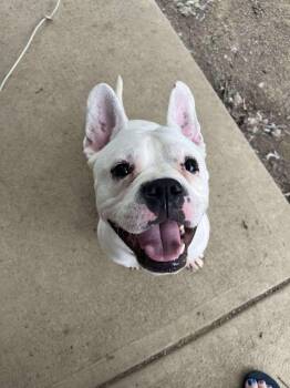 Rescue French Bulldog Dogs for Adoption in Roachdale, Indiana - Echo | PetCurious