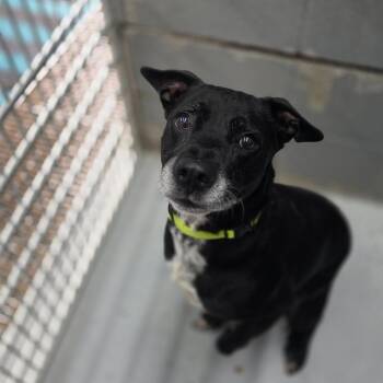 Rio -  Mixed Breed Dog for Adoption in Huntsville, Alabama - Rio | PetCurious