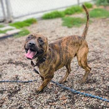Jojo -  Pit Bull Terrier Dog for Adoption in Oakland, California - Jojo | PetCurious