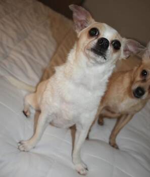Chihuahua Dogs Available for Adoption in Vancouver, Washington - Penny C. | PetCurious
